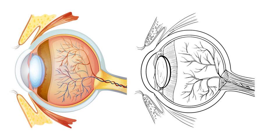 Optic Nerves Disorder Treatment Market